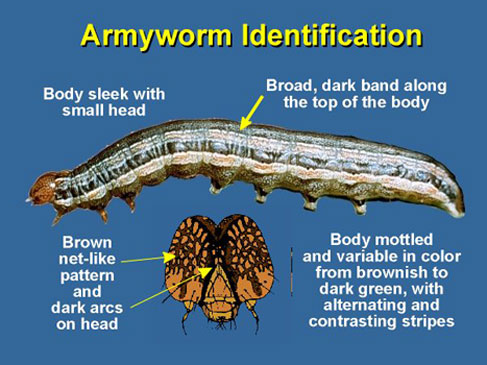 armyworm grub larvae armyworms moths pests brome caterpillars entomology cutworm cutworms unl cropwatch pupa abundant